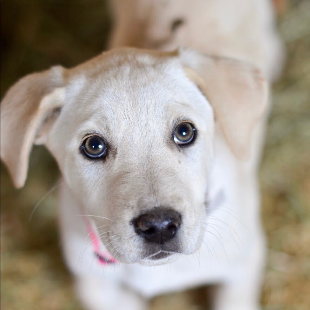 Meet your Posher, Mary cate